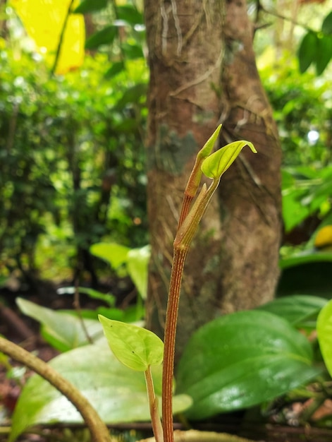 A plant with a green leaf that has the word orchid on it