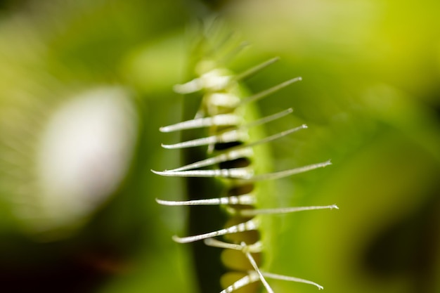 Photo a plant with a green leaf and the word venus on it