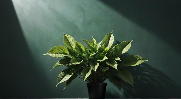 Photo a plant with green leaves in a black pot