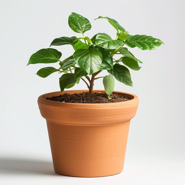 a plant with green leaves in a brown pot