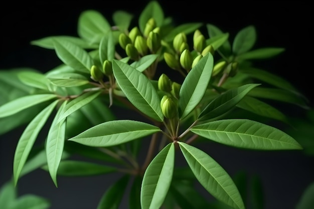 A plant with green leaves and a green flower