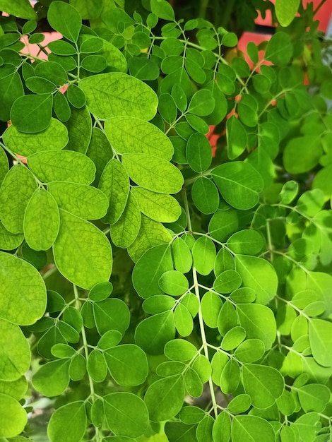 A plant with green leaves and a red flower in the background.