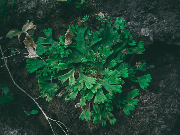 A plant with green leaves on a rock in the woods