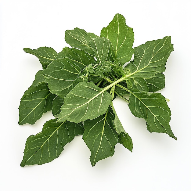 a plant with green leaves that has the word parsley on it