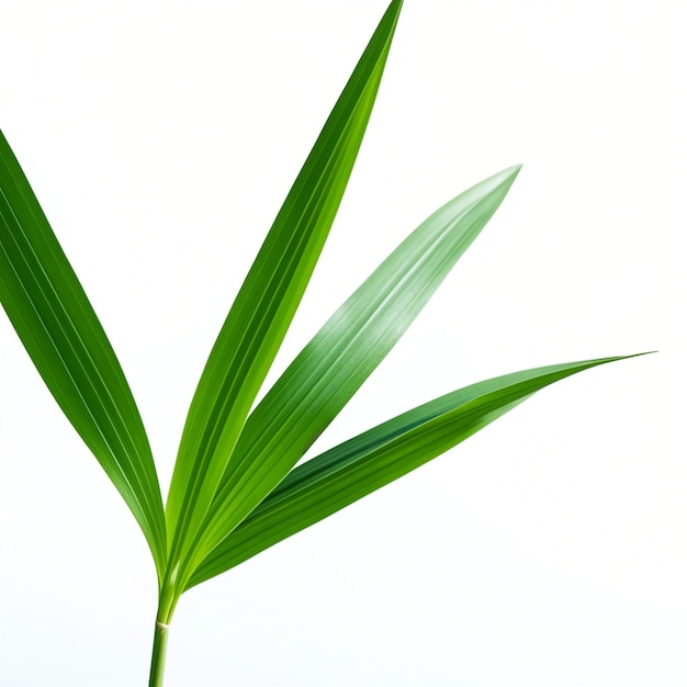 a plant with green leaves that is from the plant