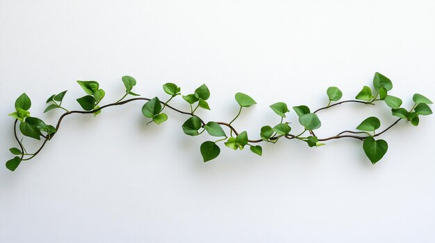 Photo a plant with green leaves that is growing on a white surface