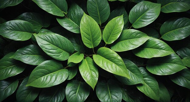 a plant with green leaves that is shaped like a leaf