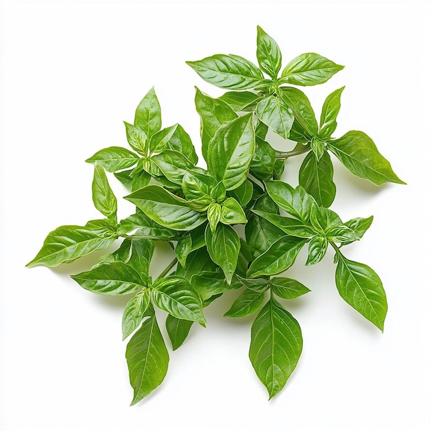 a plant with green leaves that is on a white background