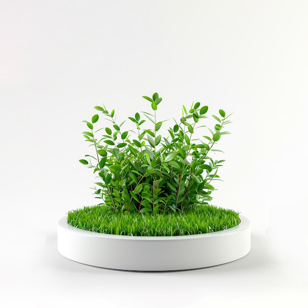 a plant with green leaves in a white background podium