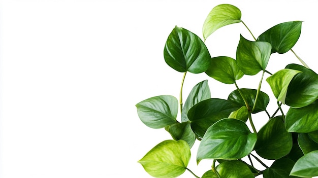 a plant with green leaves on a white background