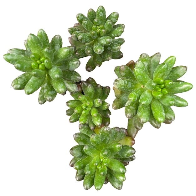 A plant with green leaves and a white background