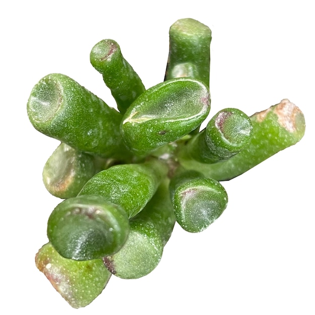 A plant with green leaves and a white background