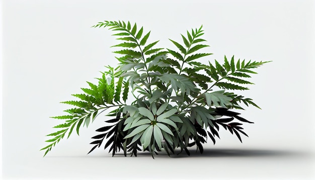 A plant with green leaves and a white background.