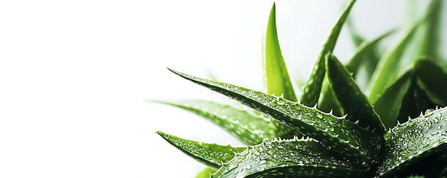 a plant with green leaves and a white background