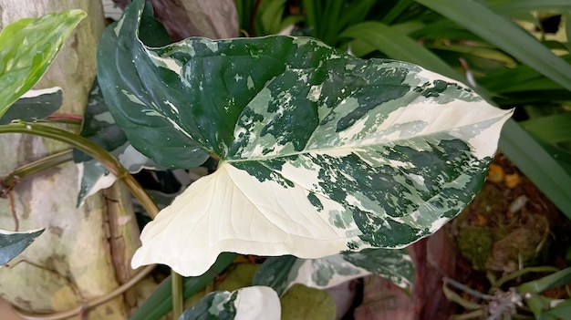 Photo a plant with green leaves and white leaves that are in a garden