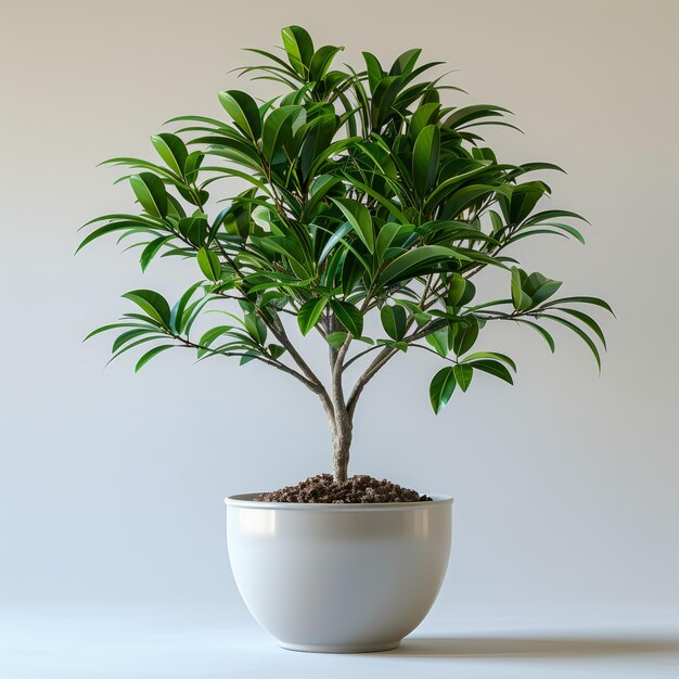 A plant with green leaves in a white pot on a floor