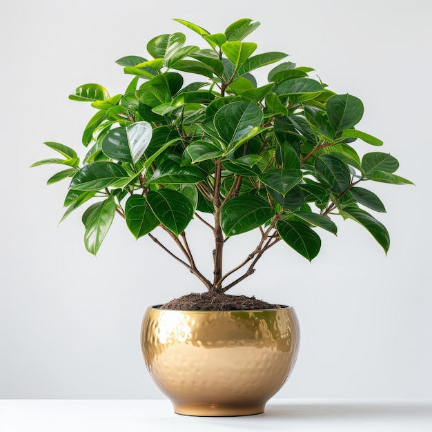 A plant with green leaves in a white pot on a floor