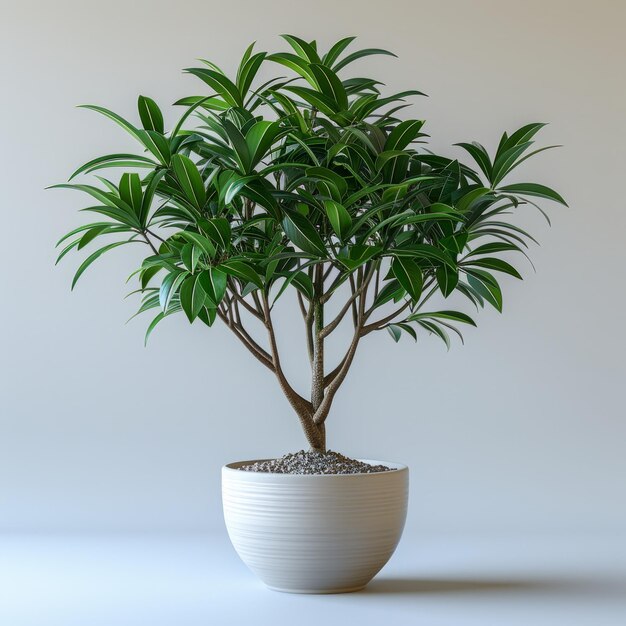 A plant with green leaves in a white pot on a floor