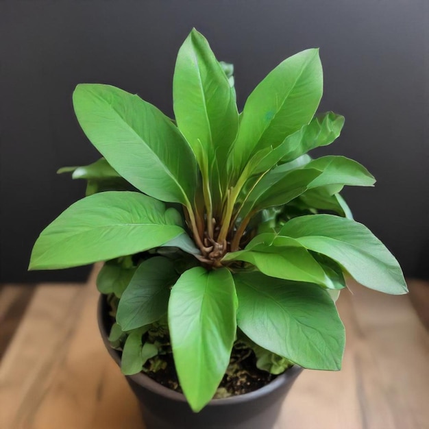 Photo a plant with green leaves on a wooden table