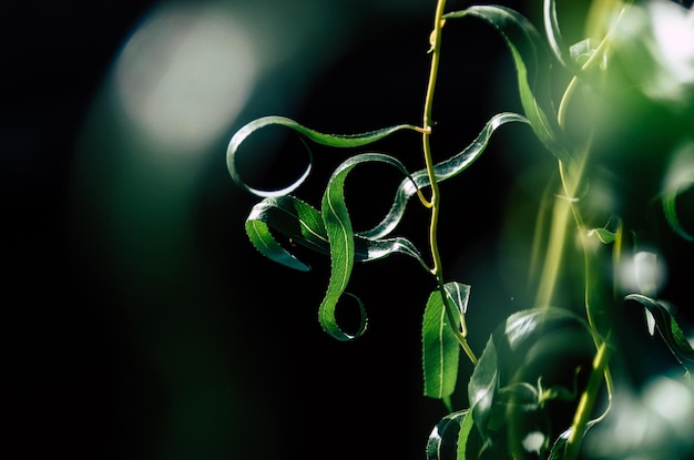 Photo a plant with green leaves and the word bamboo on it