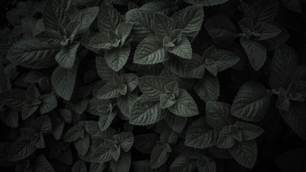 A plant with green leaves and the word mint on it