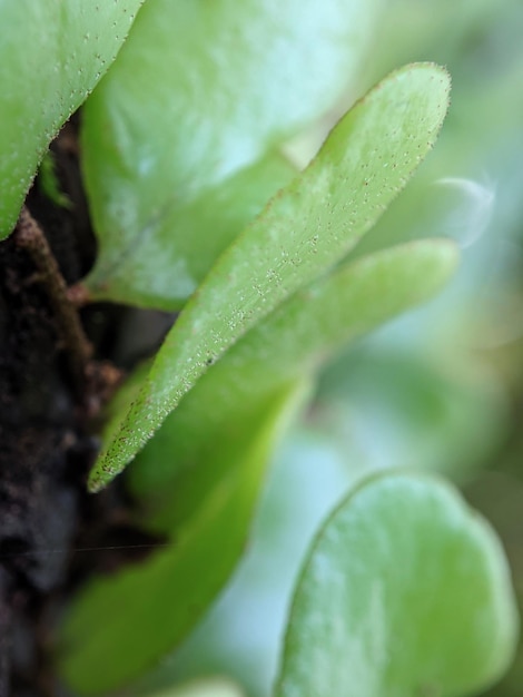 A plant with green leaves and the word " su " on it.