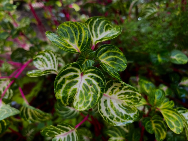 Photo a plant with green and white leaves and the word love on it