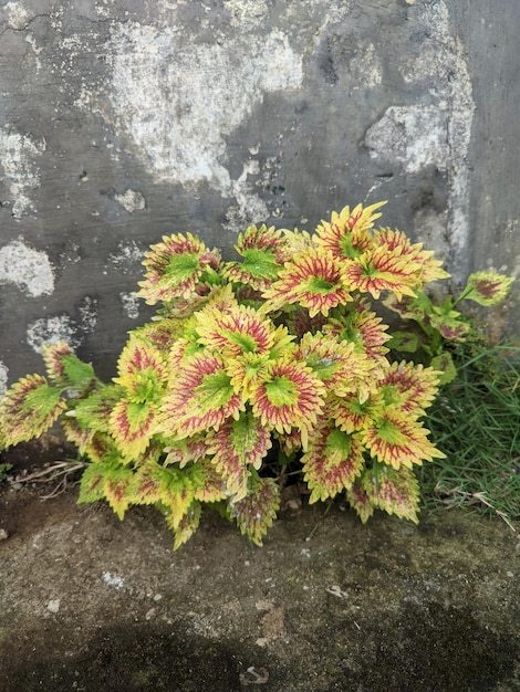 A plant with green and yellow leaves is growing in a crack in a concrete wall.