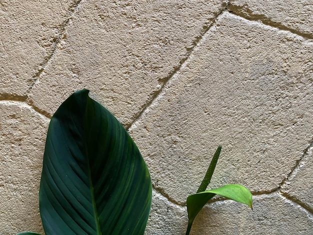 A plant with a leaf that is green