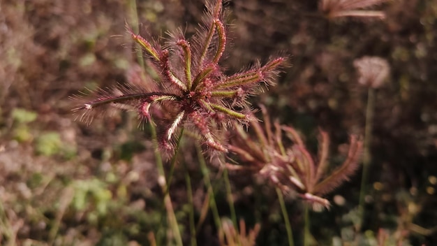 Photo a plant with long red stems standing tall amidst the green grass