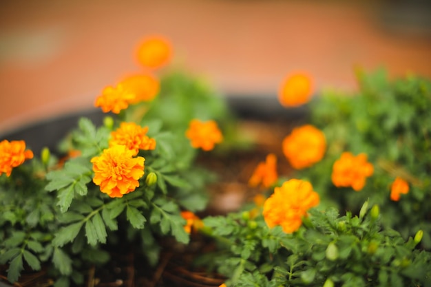 A plant with orange flowers in a pot