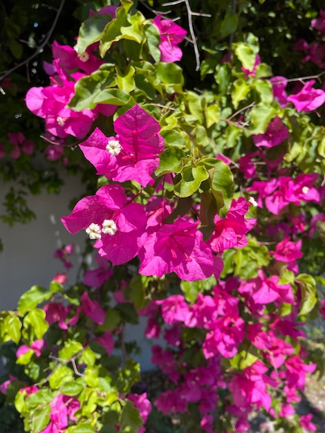 A plant with pink flowers and green leaves