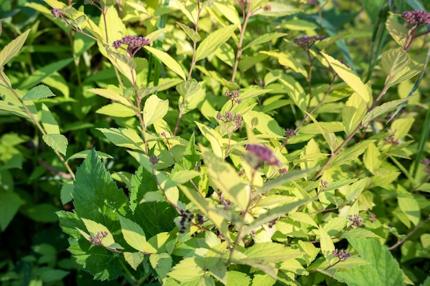 A plant with purple flowers and green leaves