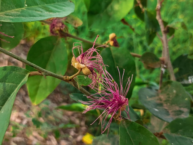 A plant with purple flowers and green leaves