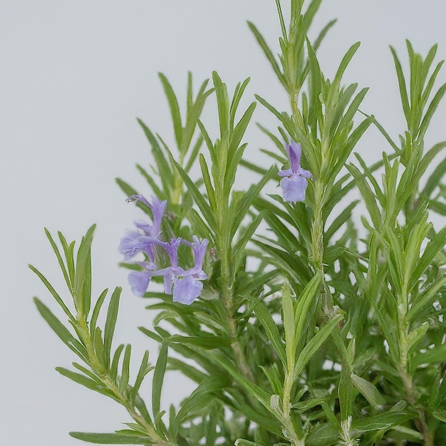 a plant with purple flowers that are on a white background