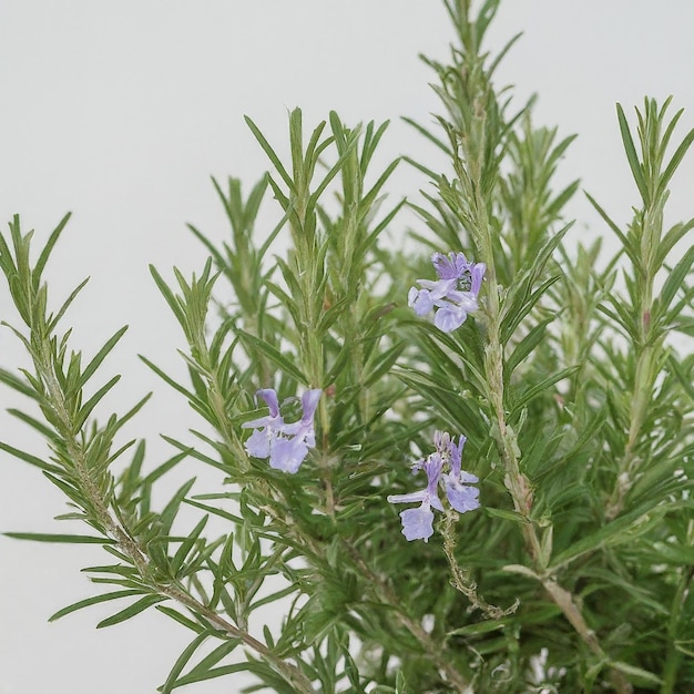 a plant with purple flowers that say quot spring quot