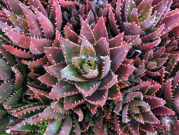 Plant with purple and green leaves with white spots on it Beautiful succulents background Aloe