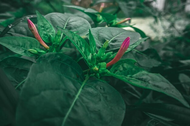 A plant with a red flower that has a green stem and a red flower with green leaves.