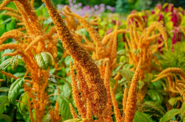 A plant with red flowers and green leaves in the background