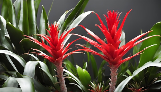 a plant with red flowers and green leaves with a gray background