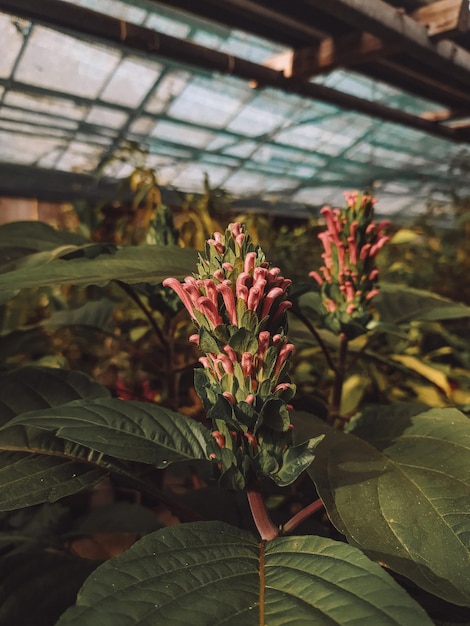 A plant with red flowers in a greenhouse