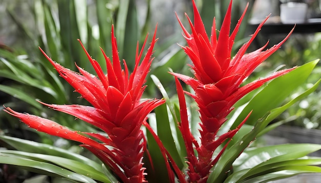 a plant with red flowers that say  tropical