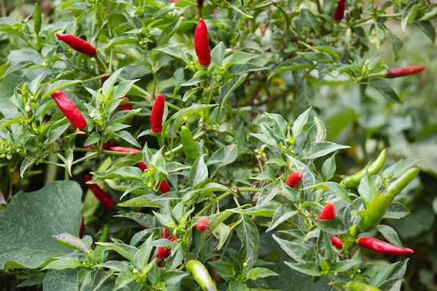 Photo a plant with red peppers growing on it