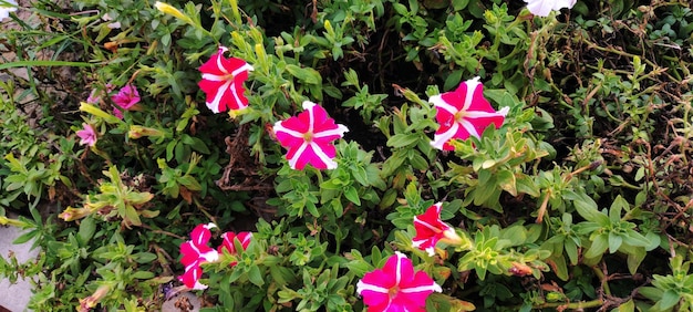 A plant with red and white flowers with the white stripes on the center.