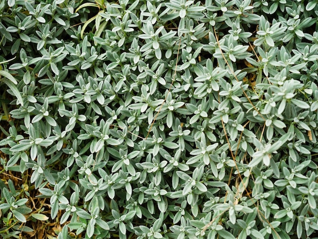 Plant with small leaves as background Natural plant Photo in large resolutionxA