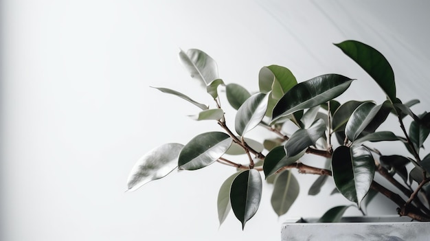 A plant with a white background and a green leaf in the middle