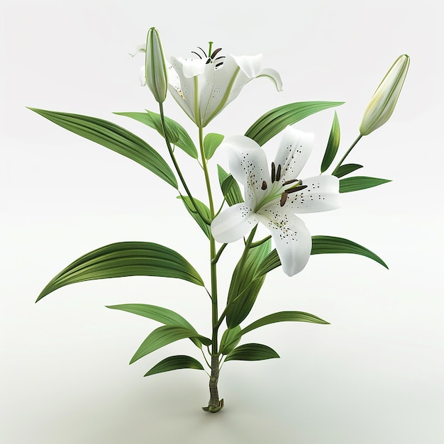 a plant with white flowers that says  lily  on it