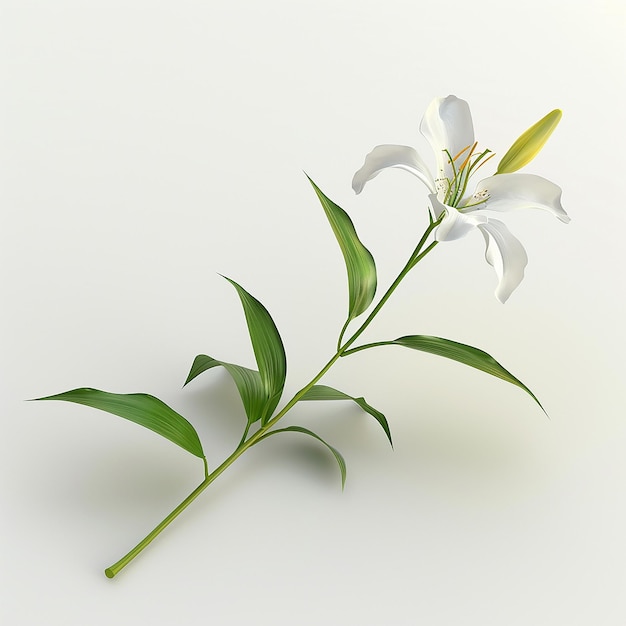 a plant with white flowers that says  lily  on it