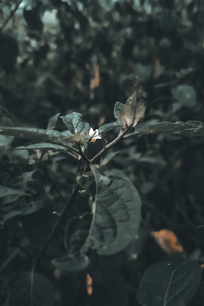 A plant with a yellow flower in the middle