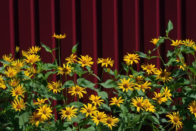 A plant with yellow flowers in front of a red fence.